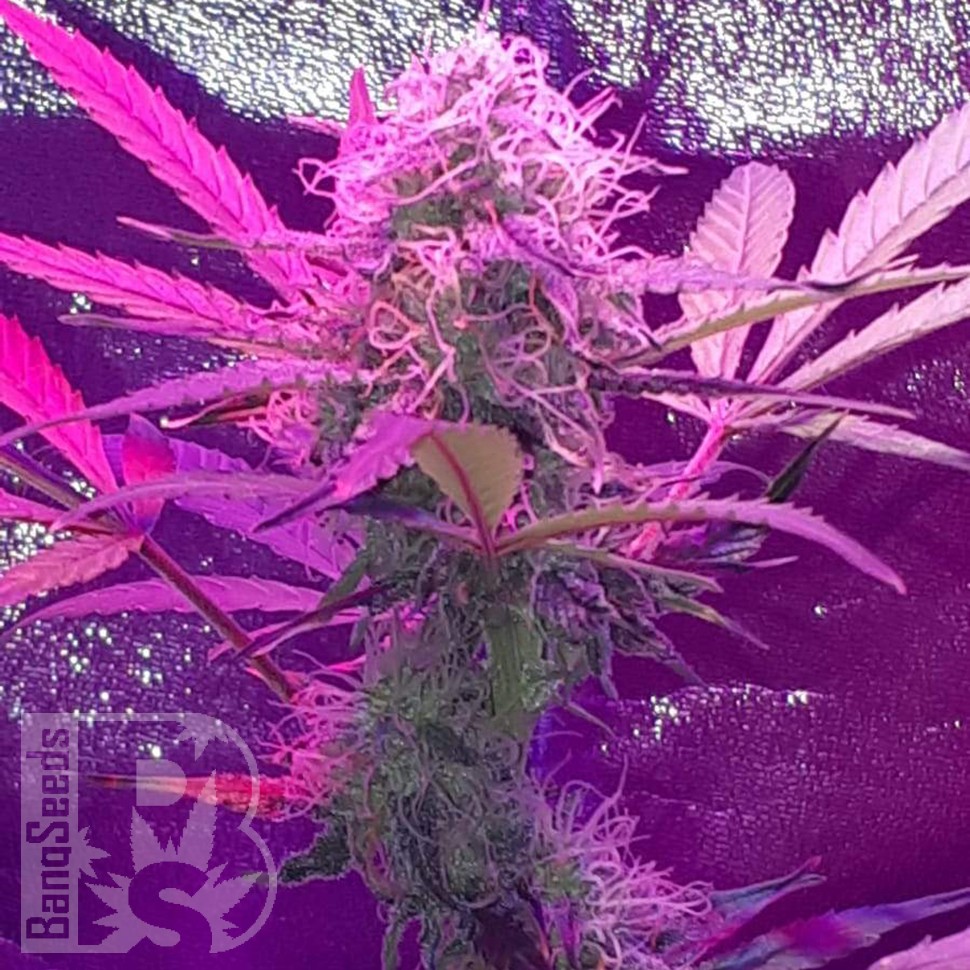Семена  Auto Lemon Haze feminised Ganja Seeds