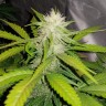Семена  Auto Lemon Haze feminised Ganja Seeds