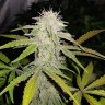 Семена  Auto Lemon Haze feminised Ganja Seeds