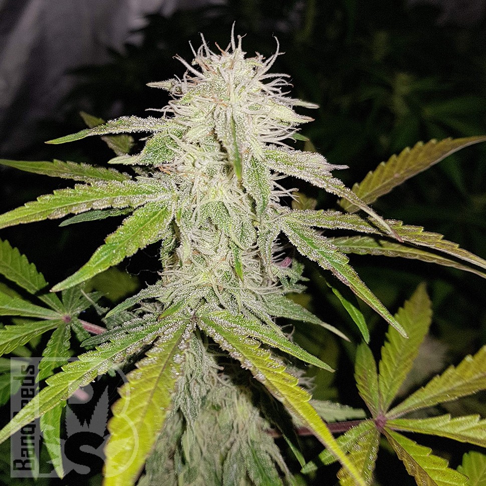 Семена  Auto Lemon Haze feminised Ganja Seeds