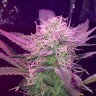 Семена  Auto Lemon Haze feminised Ganja Seeds