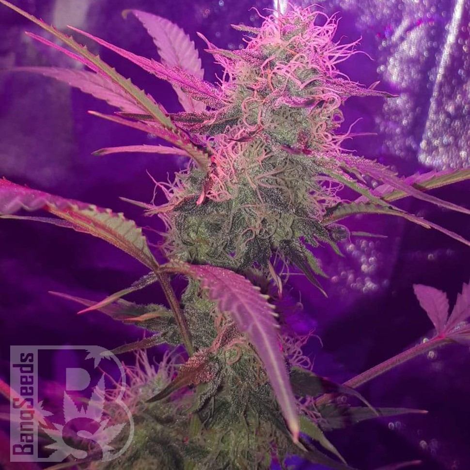 Семена  Auto Lemon Haze feminised Ganja Seeds