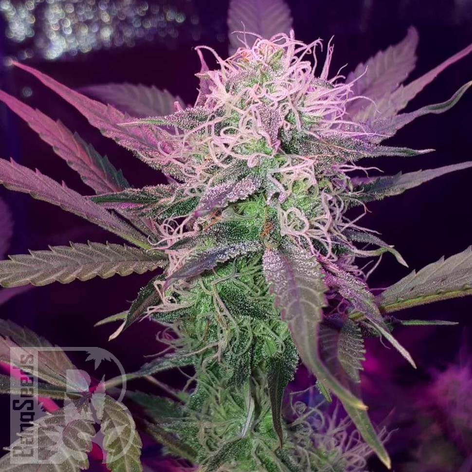 Семена  Auto Lemon Haze feminised Ganja Seeds