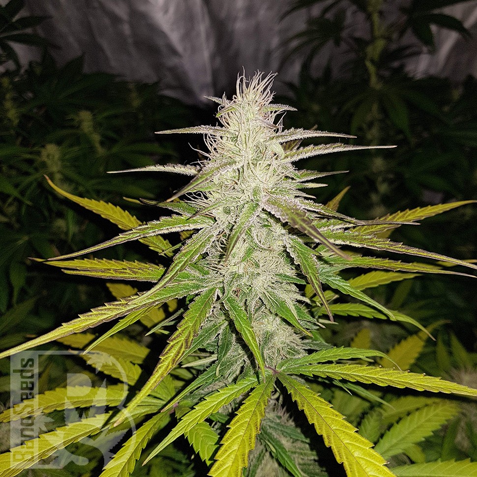 Семена  Auto Lemon Haze feminised Ganja Seeds