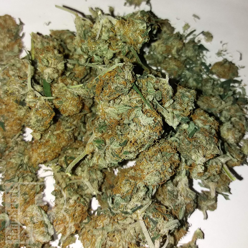 Семена  Auto Lemon Haze feminised Ganja Seeds