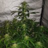 Семена  Auto Lemon Haze feminised Ganja Seeds