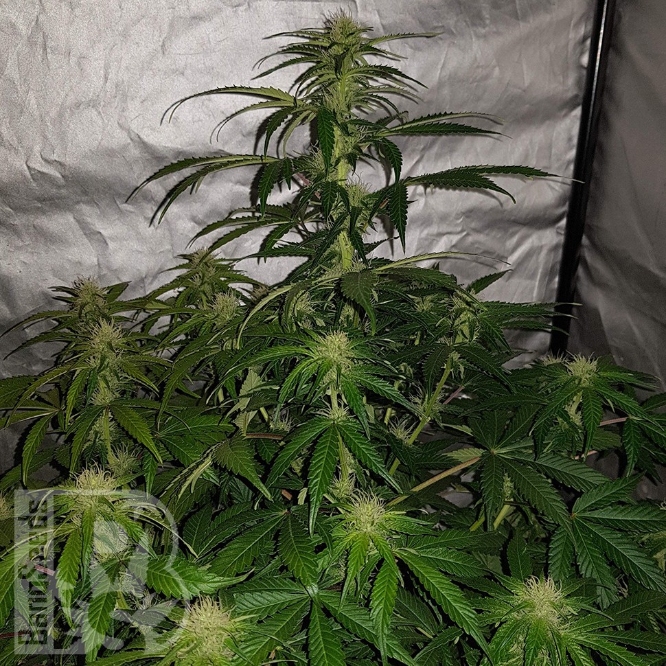 Семена  Auto Lemon Haze feminised Ganja Seeds