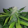 Семена  Auto Lemon Haze feminised Ganja Seeds