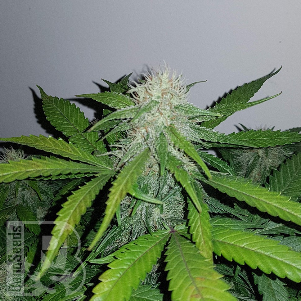 Семена  Auto Lemon Haze feminised Ganja Seeds