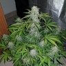 Семена  Auto Lemon Haze feminised Ganja Seeds