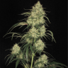 семена конопли Atomical Haze feminised Ganja Seeds
