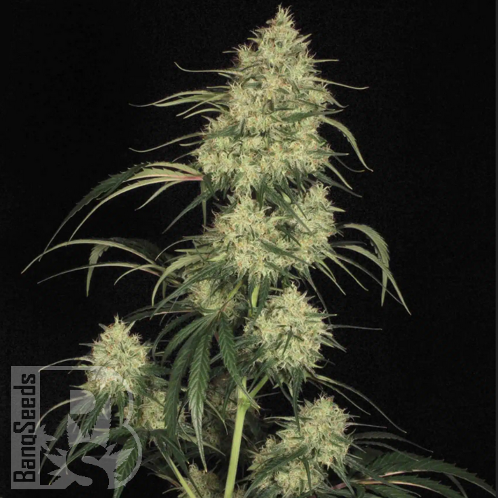 Семена  Atomical Haze feminised Ganja Seeds