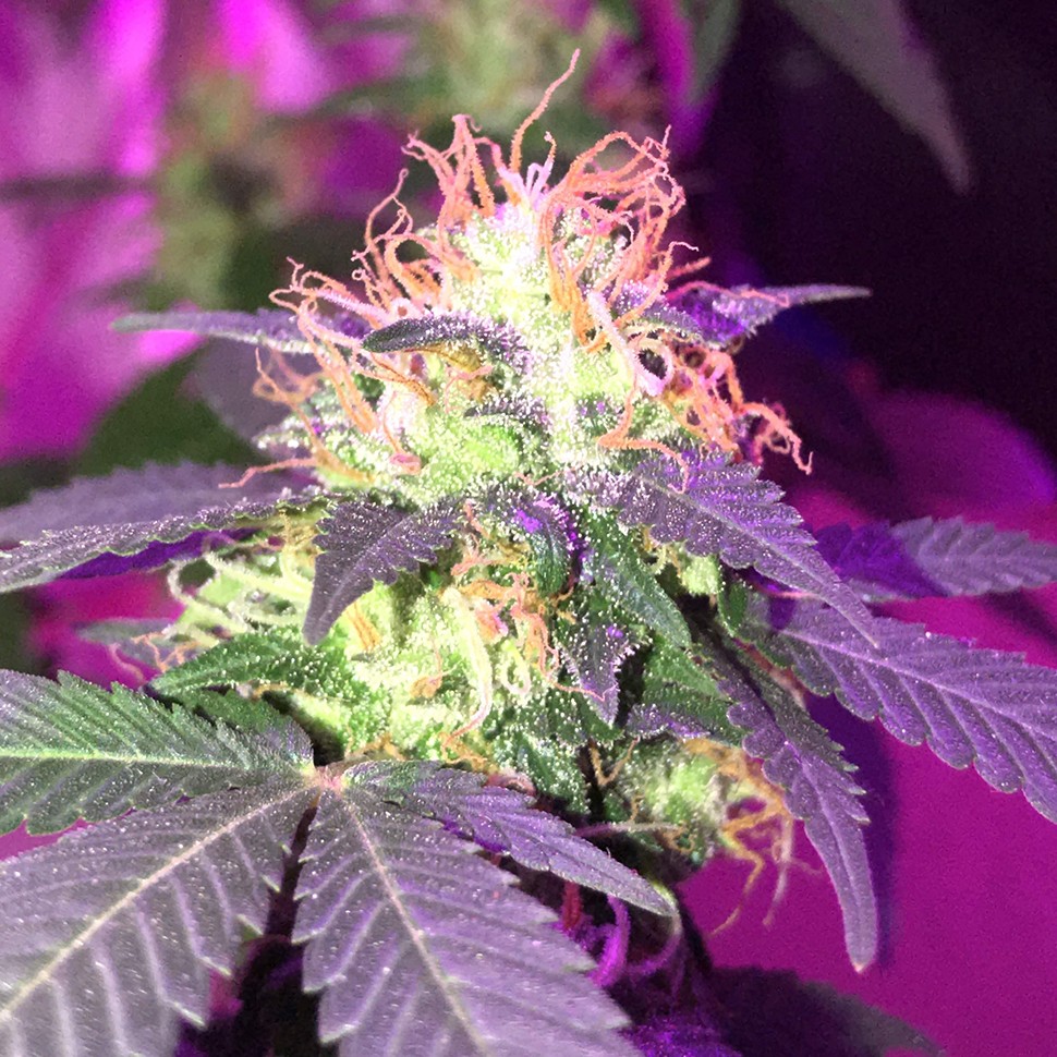 Семена ганжа  G1 regular Ganja Seeds