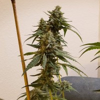 Auto Fruit feminised Ganja Seeds