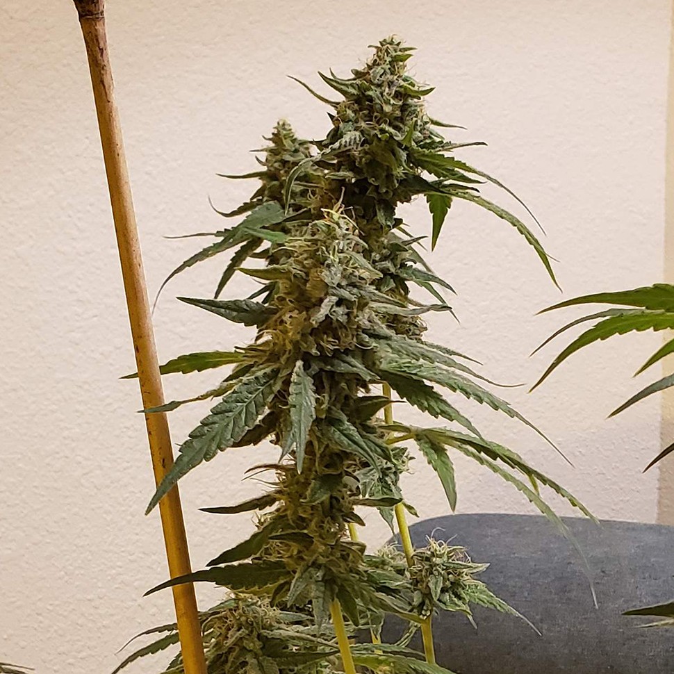 Семена марихуаны  Auto Fruit feminised Ganja Seeds