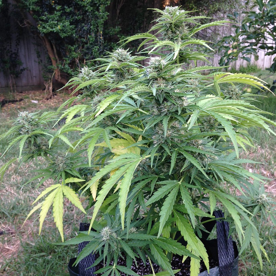 купить семена конопли недорого Auto Beshbarmak feminised