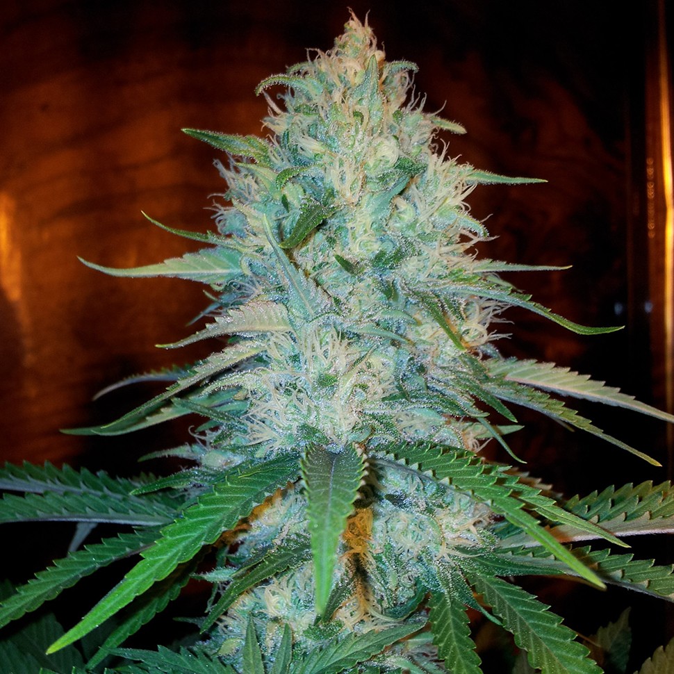 Семена марихуаны  Otrar feminised Bang Seeds