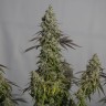 Семена марихуаны  Auto Magnesia Haze feminised Ganja Seeds