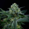 New Moon feminised Ganja Seeds