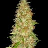 Семена марихуаны  New Moon feminised Ganja Seeds