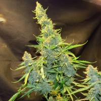 Northern Lights x AK feminised Ganja Seeds