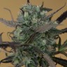 Семена конопли  Auto Chemdawg feminised Ganja Seeds