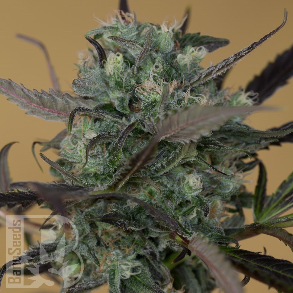 Семена конопли  Auto Chemdawg feminised Ganja Seeds