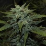 Семена конопли  Auto Chemdawg feminised Ganja Seeds