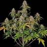 Семена конопли  Auto Chemdawg feminised Ganja Seeds