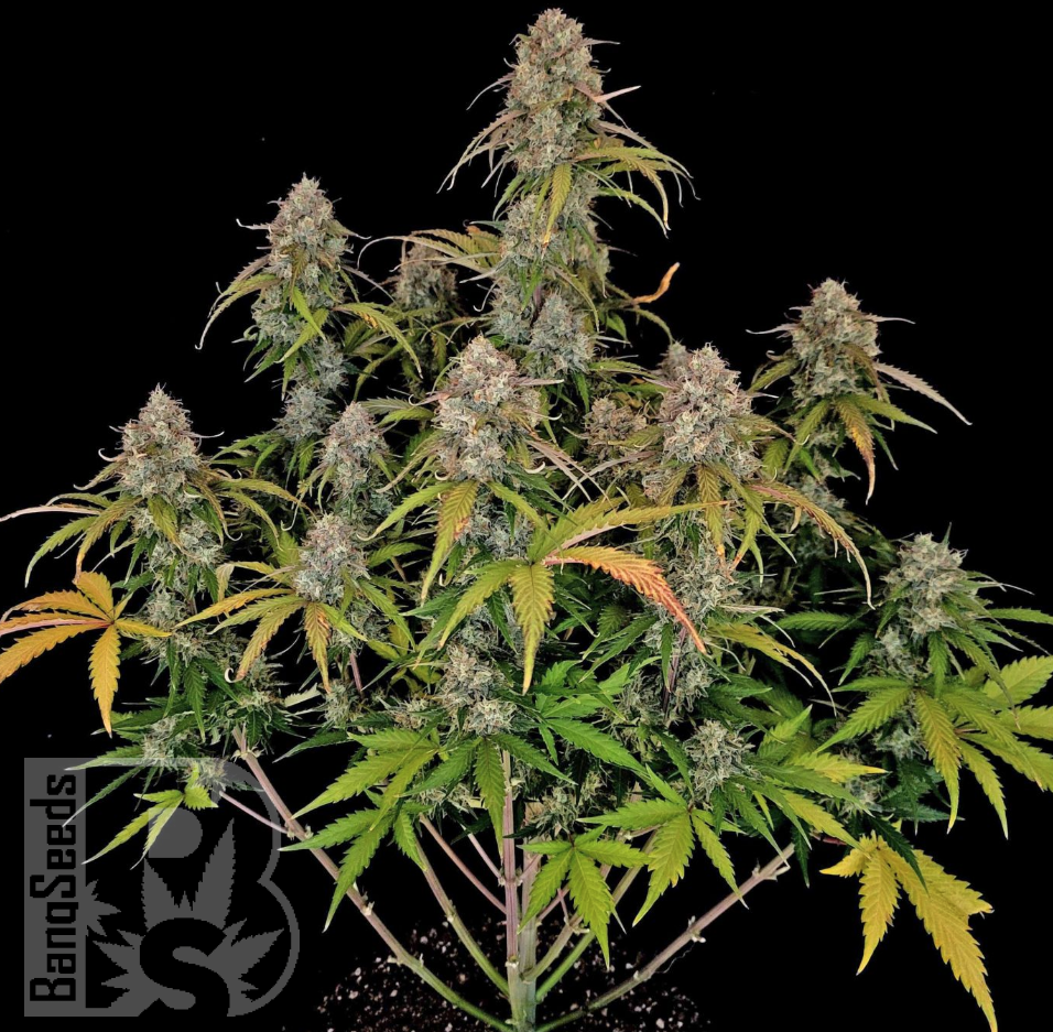 Семена конопли  Auto Chemdawg feminised Ganja Seeds