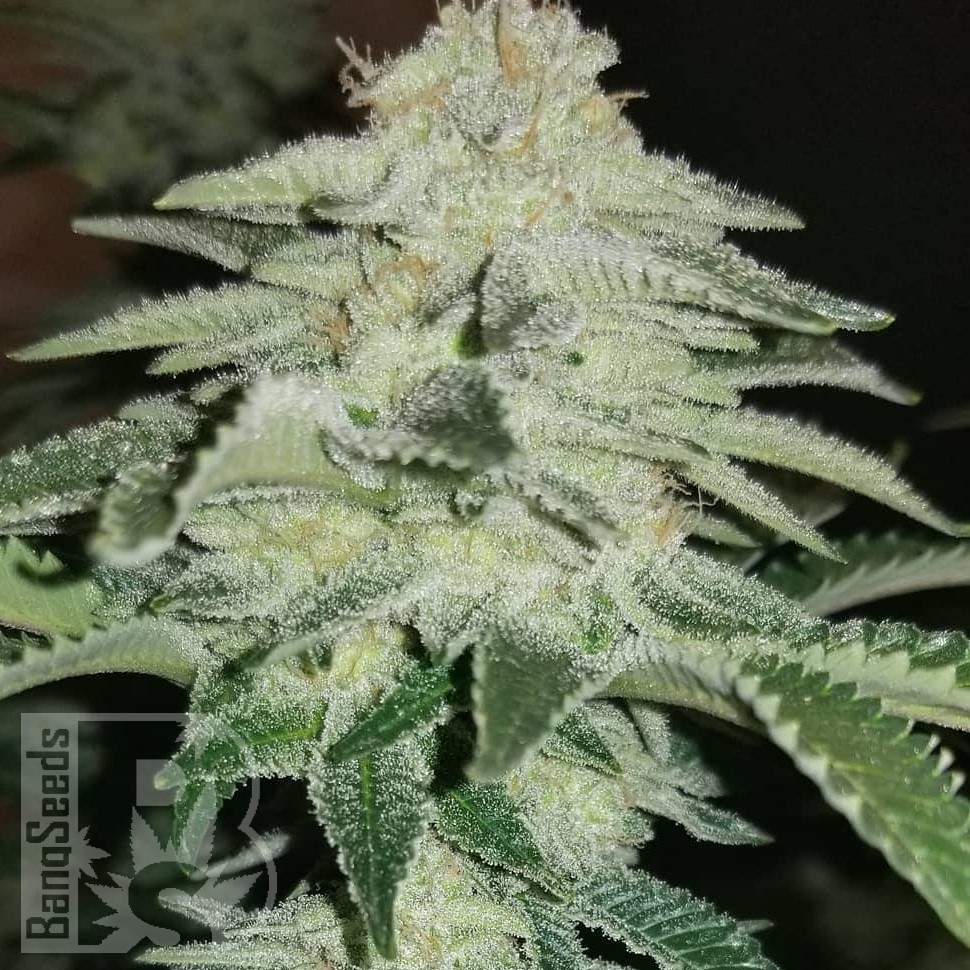 Семена конопли  Auto Chemdawg feminised Ganja Seeds