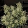 Семена конопли  Auto Chemdawg feminised Ganja Seeds
