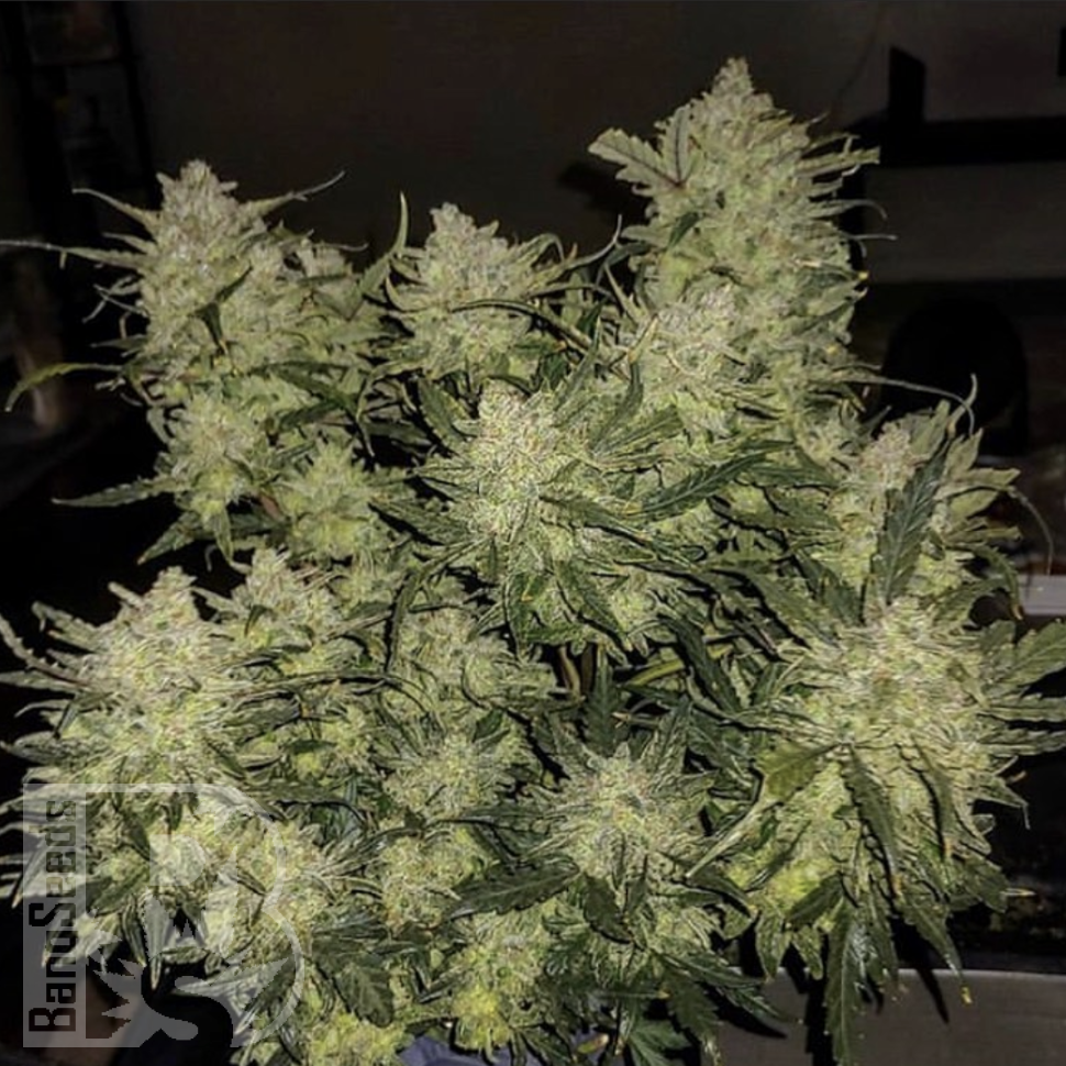 Семена конопли  Auto Chemdawg feminised Ganja Seeds