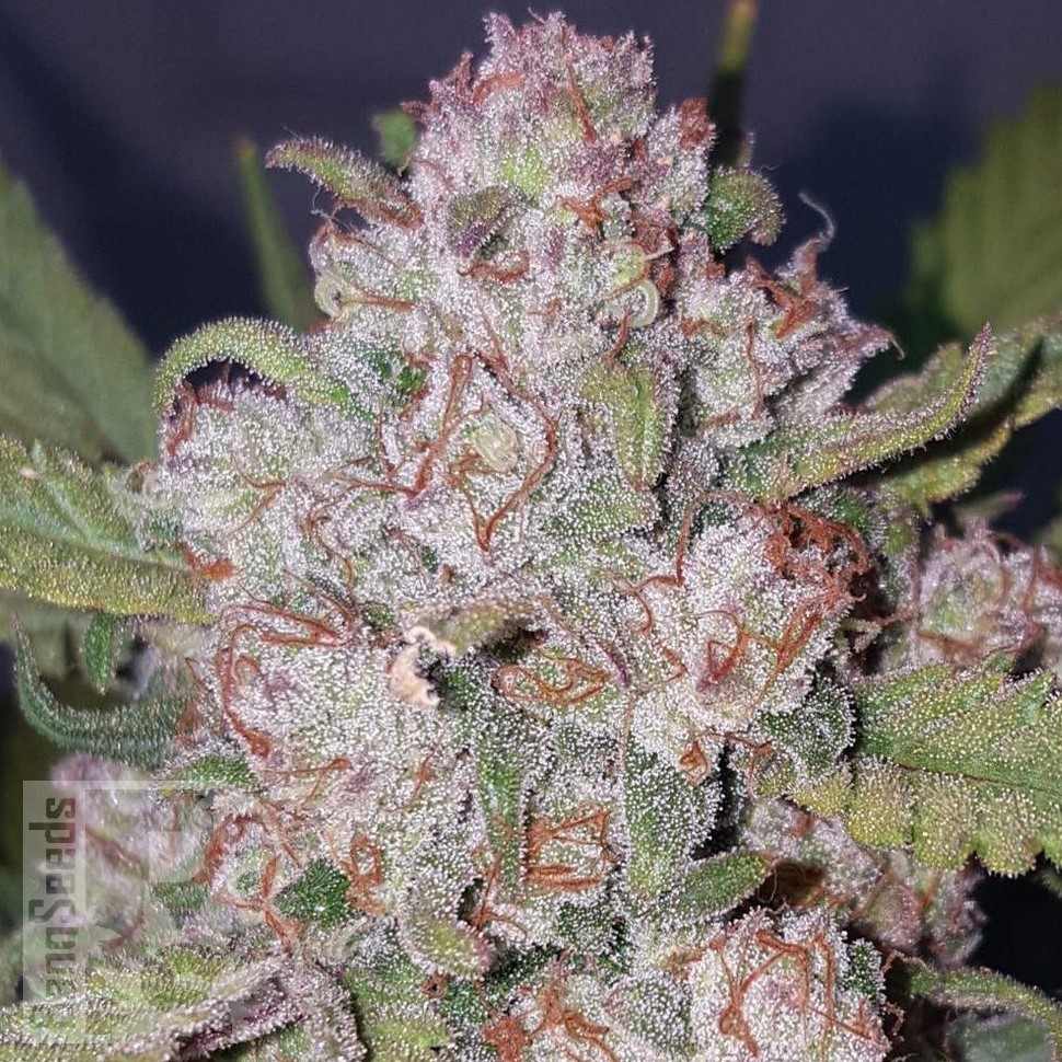 Семена конопли  Auto Chemdawg feminised Ganja Seeds