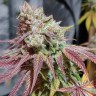 Семена конопли  Auto Chemdawg feminised Ganja Seeds