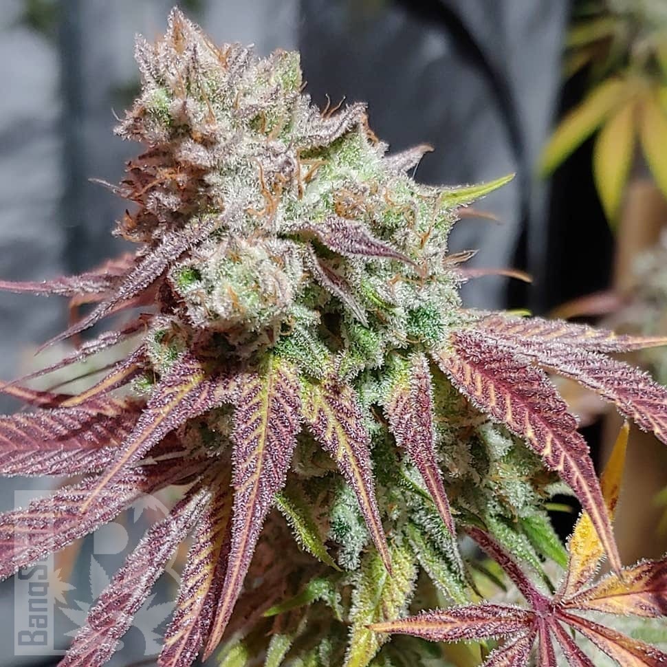 Семена конопли  Auto Chemdawg feminised Ganja Seeds