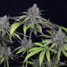 Семена  Auto Chuck Chuck feminised Bang Seeds