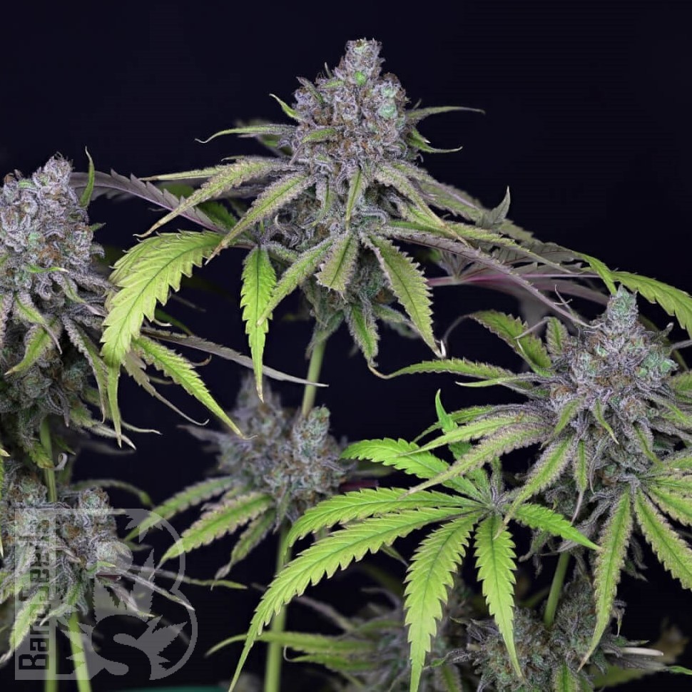 Семена  Auto Chuck Chuck feminised Bang Seeds