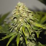 Семена  Auto Chuck Chuck feminised Bang Seeds