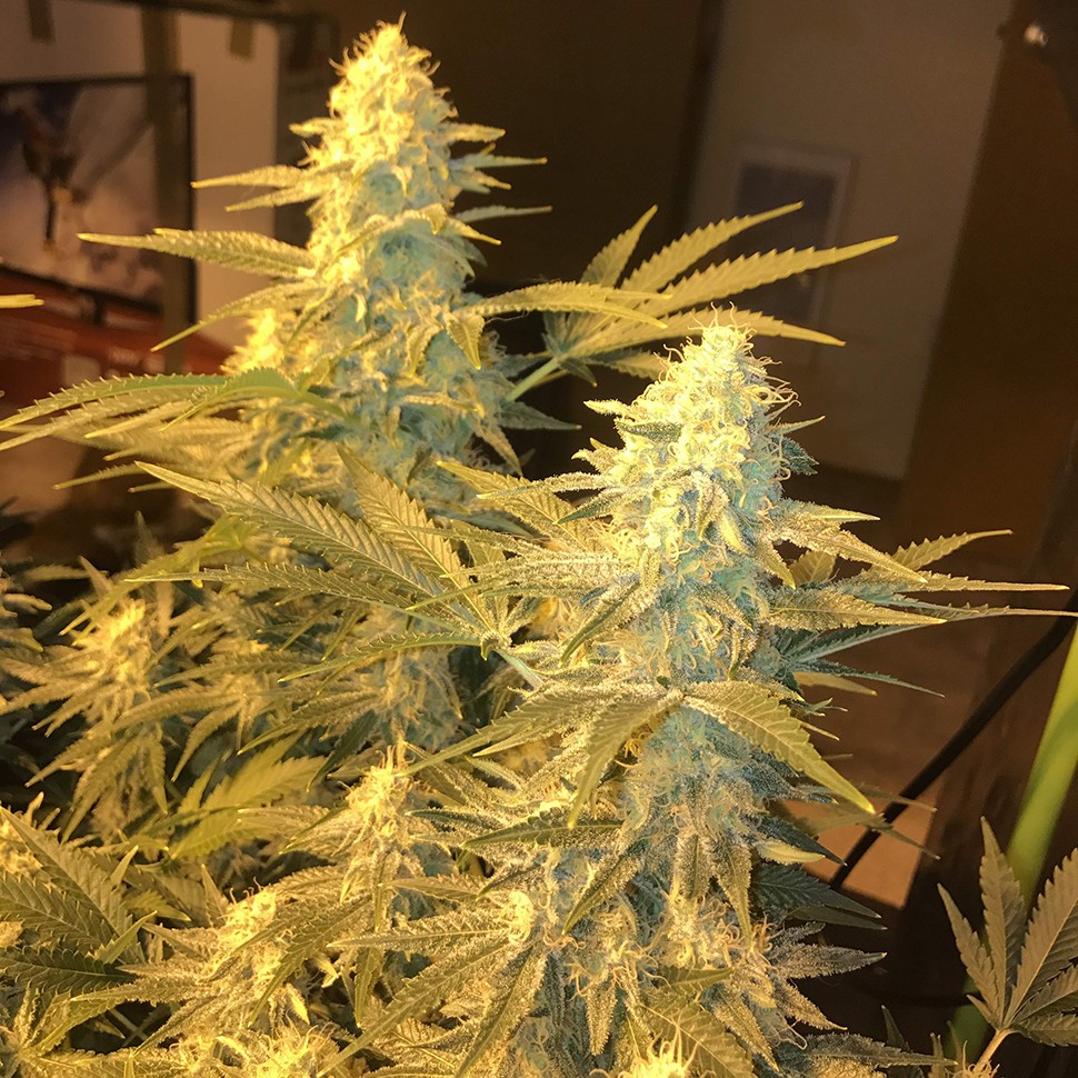 Семена  Snow Leopard feminised Bang Seeds