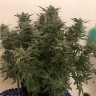 Качественные семена конопли Auto Bomb feminised Ganja Seeds