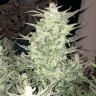 Семена конопли Auto Bomb feminised Ganja Seeds