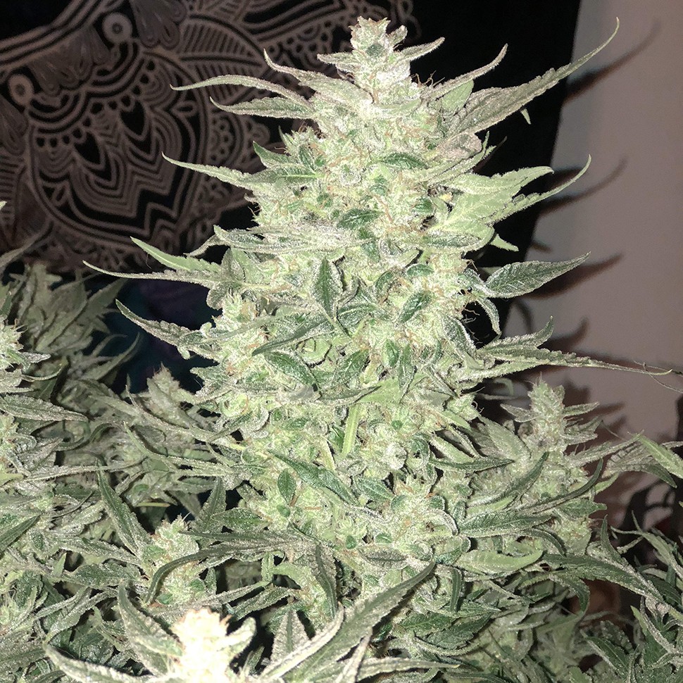 Семена марихуаны  Auto Bomb feminised Ganja Seeds