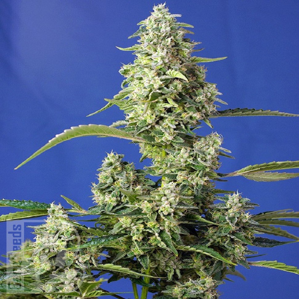 Семена  Auto Gorilla Girl XL feminised Ganja Seeds