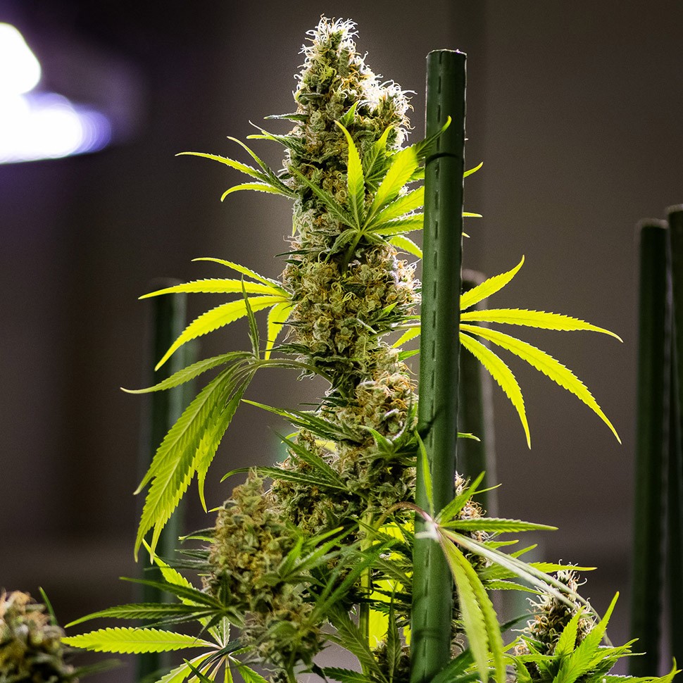 Семена ганжа  Auto Pipi regular Ganja Seeds