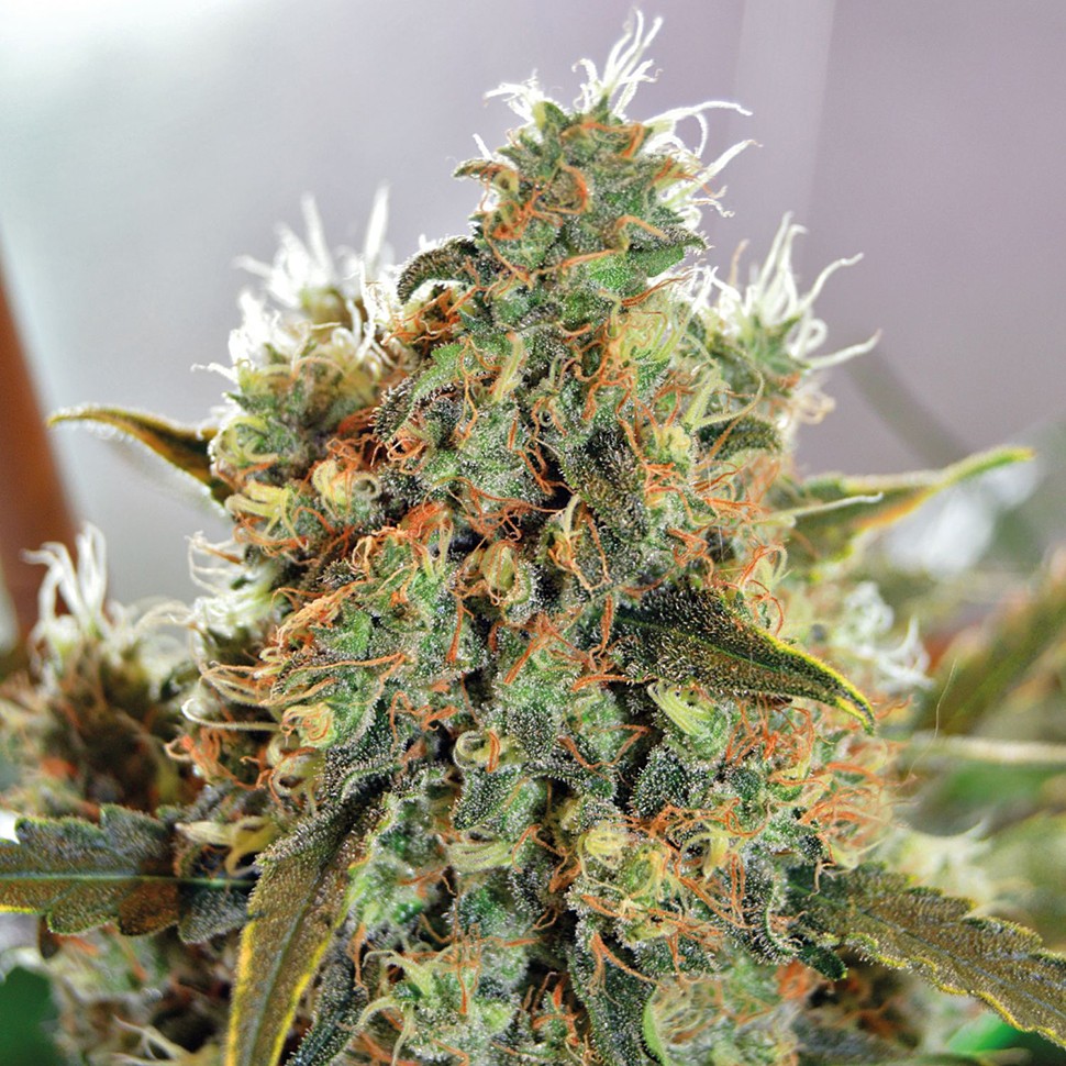 Семена каннабиса  Critical Mass CBD feminised Ganja Seeds
