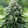 Семена каннабиса  Critical Mass CBD feminised Ganja Seeds