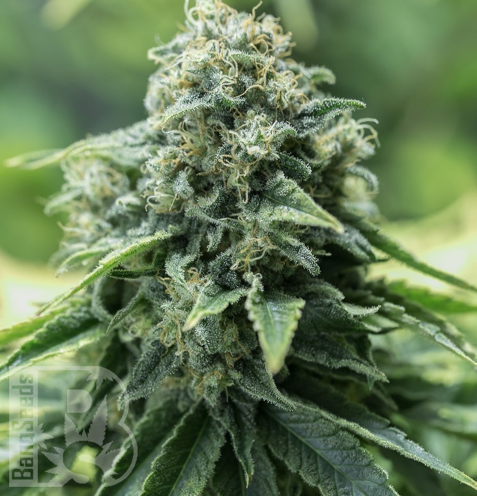 Семена каннабиса  Critical Mass CBD feminised Ganja Seeds