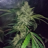 Auto Emba feminised Bang Seeds