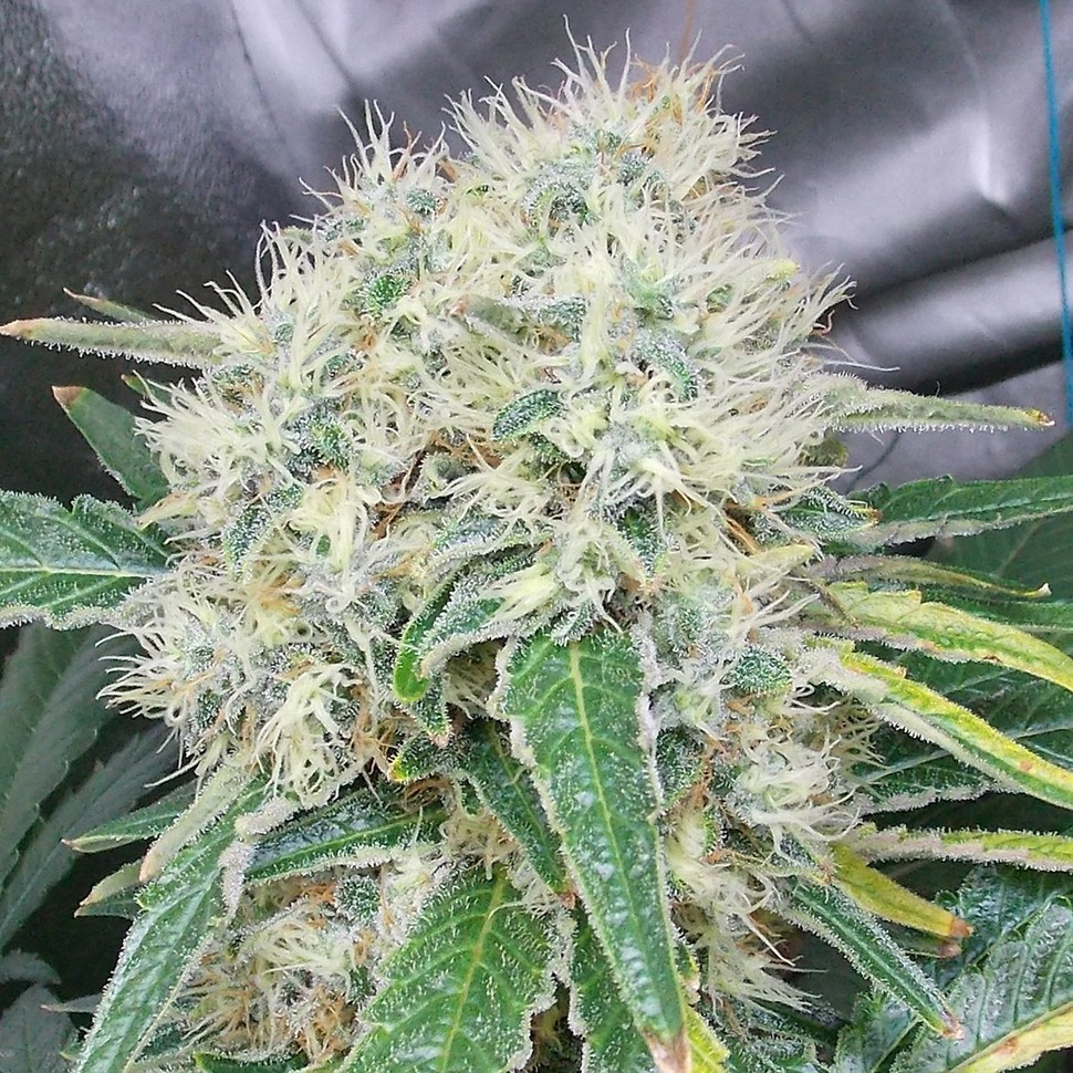 Семена марихуаны  Talas feminised Bang Seeds